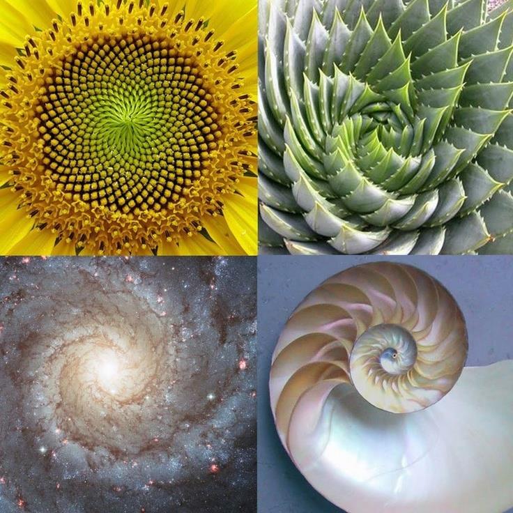 fibonacci-sequence.jpg